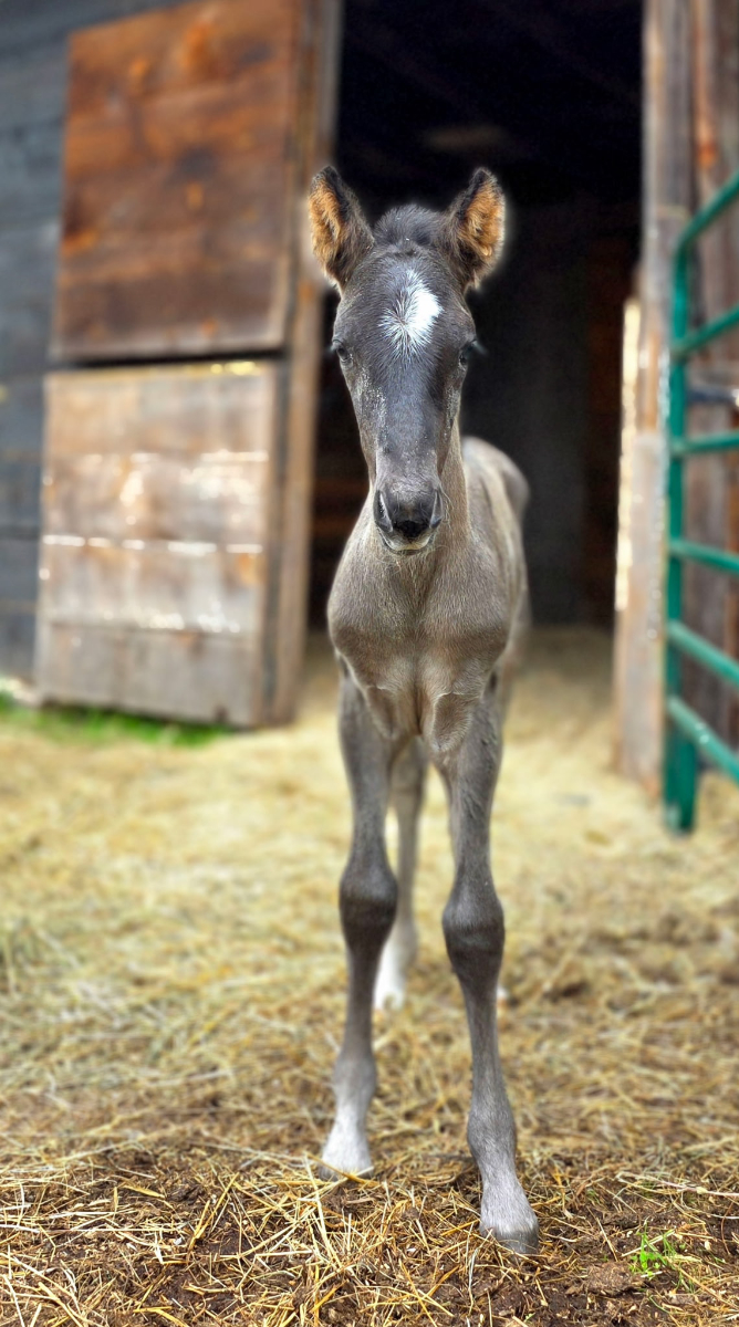 Photo of surprise colt Huckleberry Finn at Mustang Valley Sanctuary
