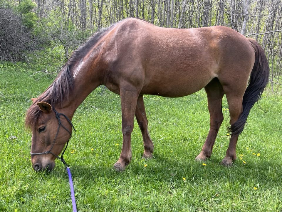 Side shot of Shayna eating grass