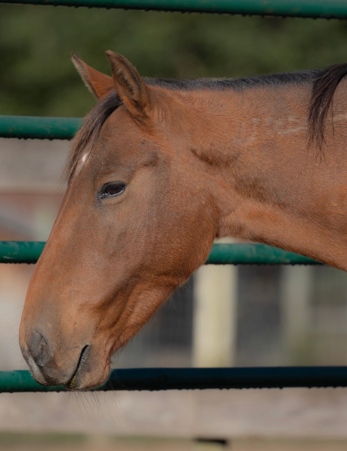 Wild Mustang Daisy