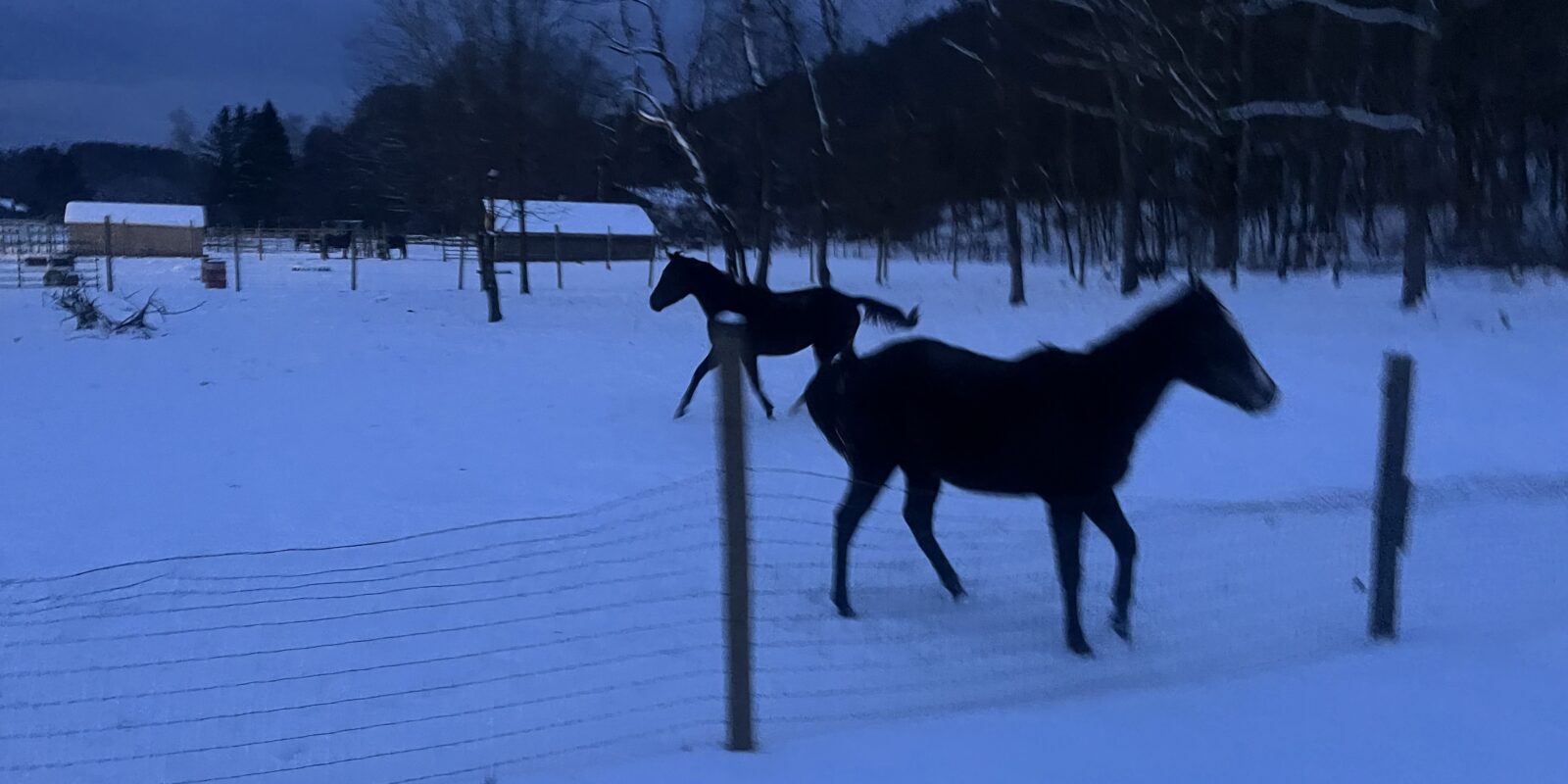 horses