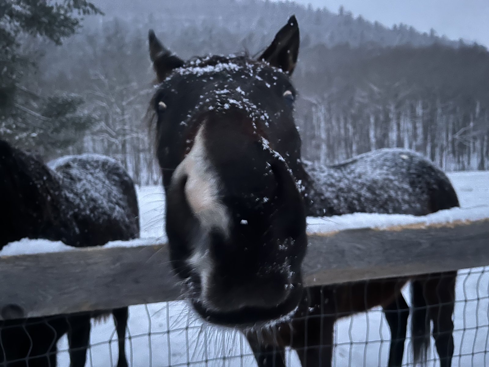 horses