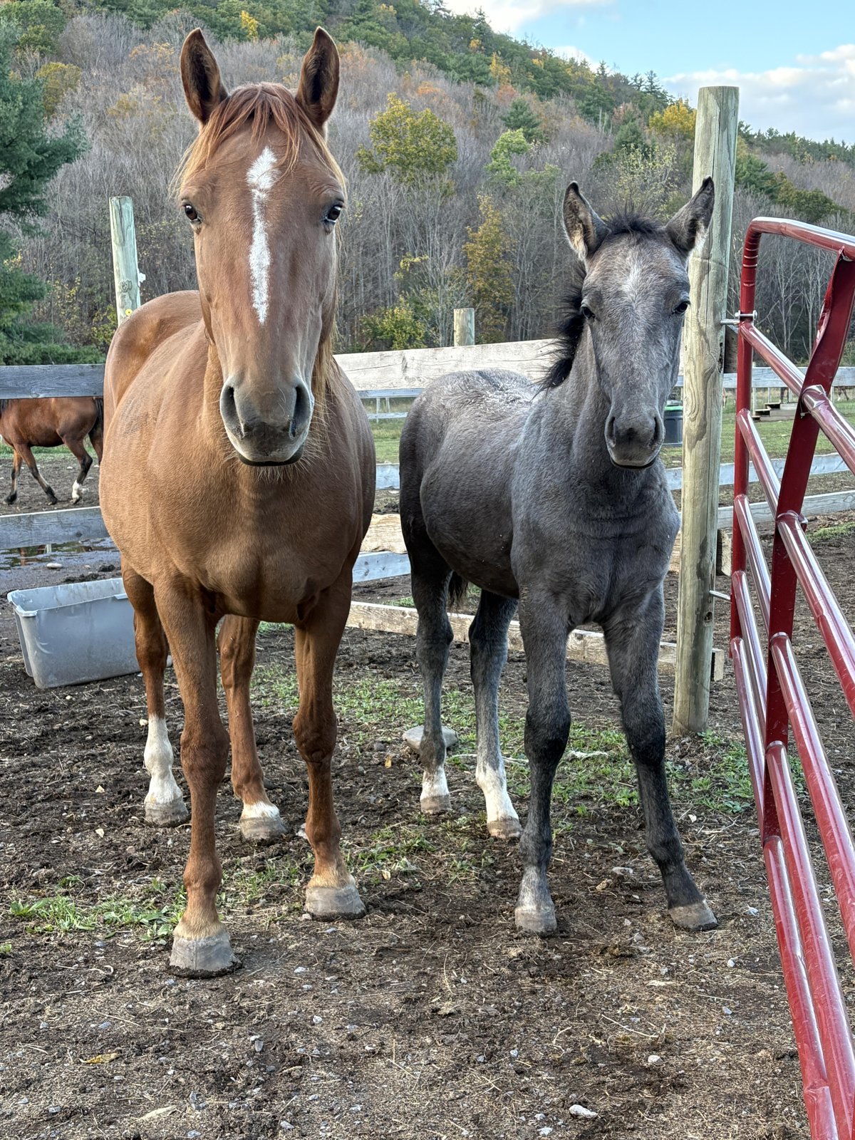 Nala and Liam Mustang Rescue