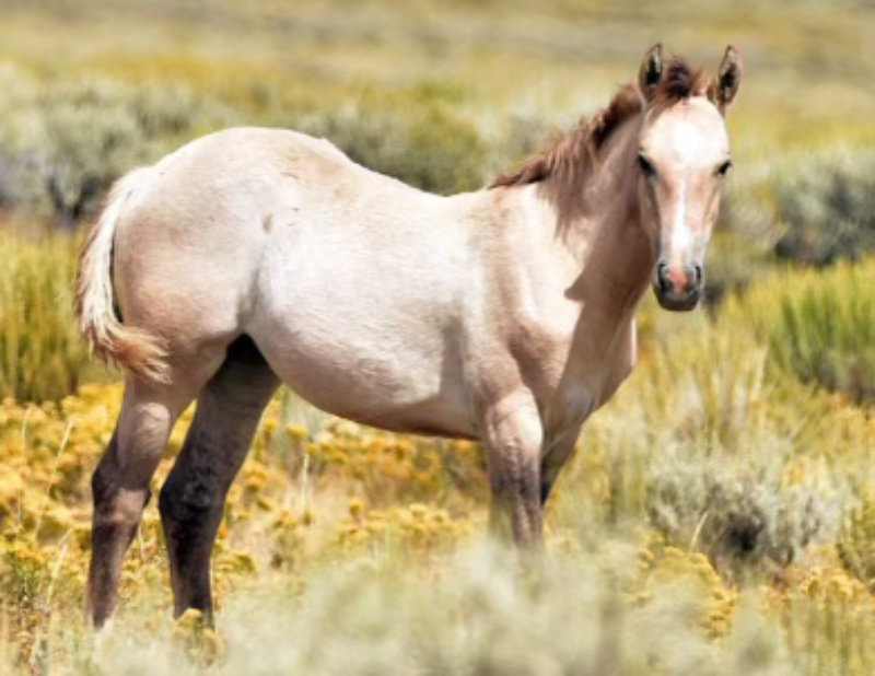 Young Mustang Fiona in the Wild