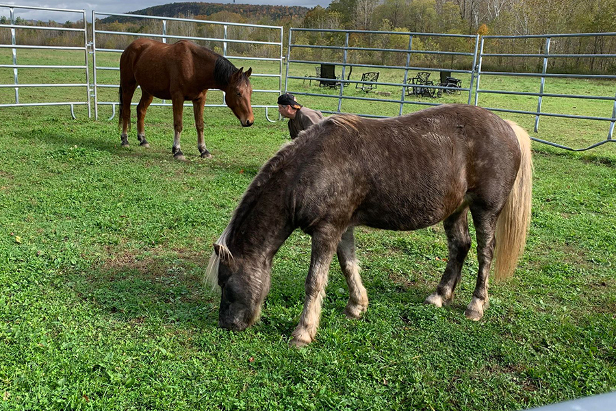 Jackson grazing