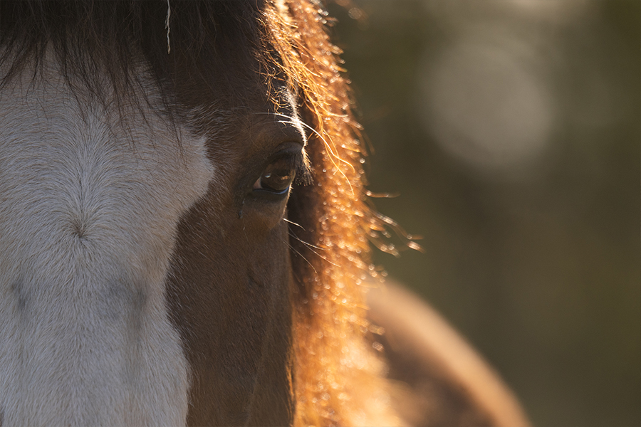 mustang photo gian