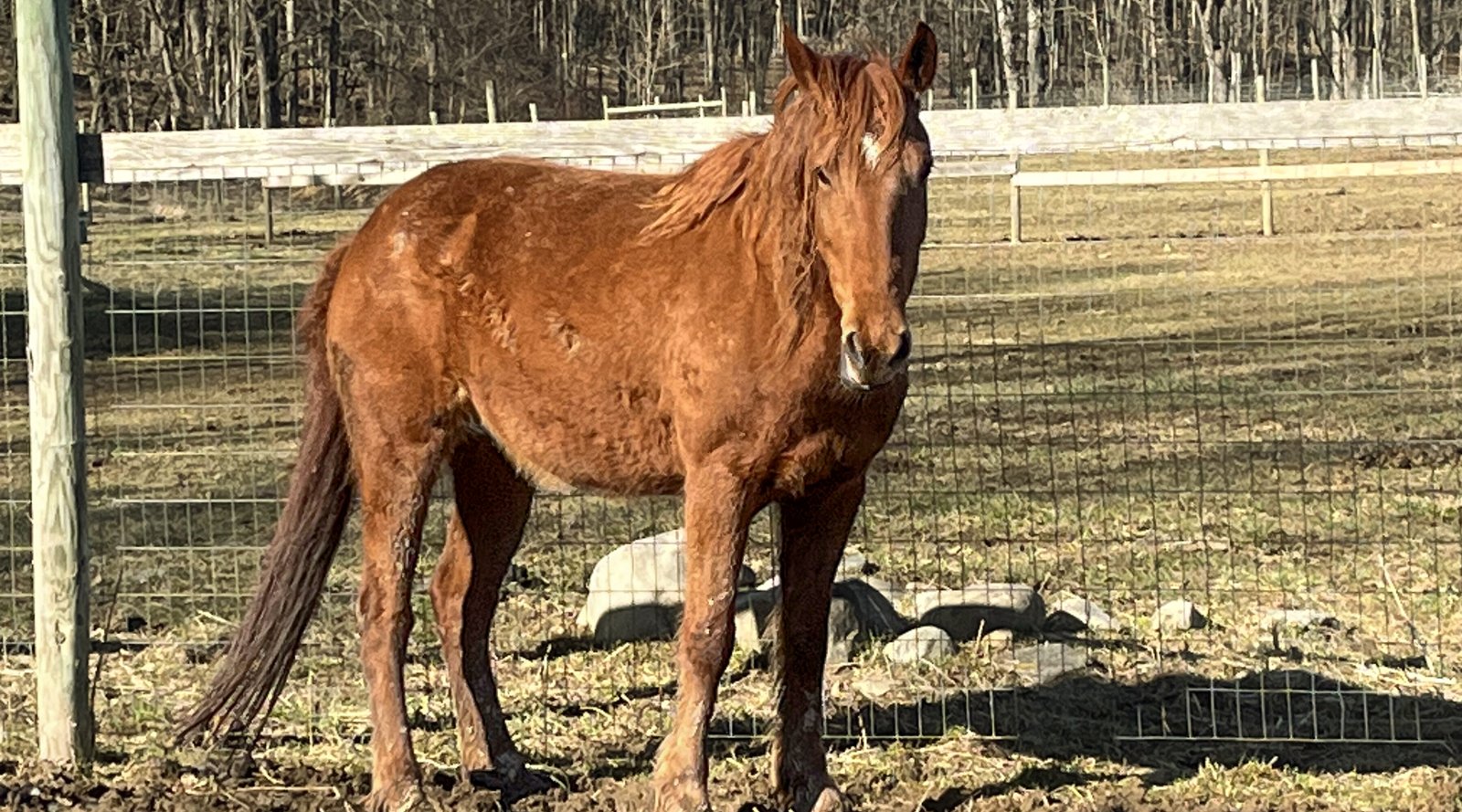 horse photo