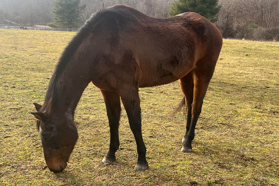 sabrina grazing