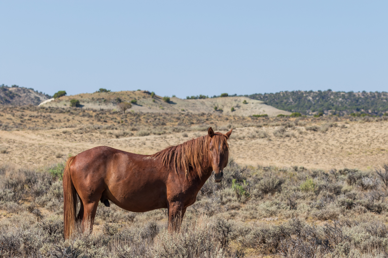 mustang in the wild photo